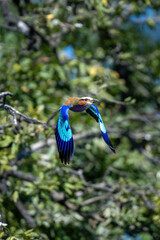 Lilac-breasted roller with catchlight flies past tree