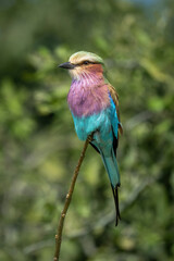 Lilac-breasted roller with catchlight on thin branch