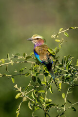 Lilac-breasted roller in sunshine on leafy bush