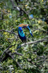 Lilac-breasted roller flies past tree dropping wings