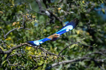 Lilac-breasted roller glides past tree spreading wings