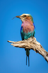 Lilac-breasted roller on branch holding dead insect