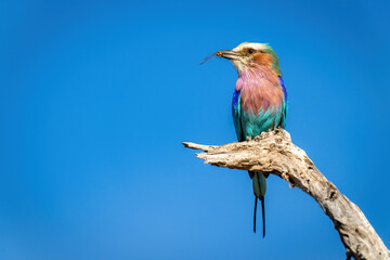 Lilac-breasted roller on dead branch holding dragonfly