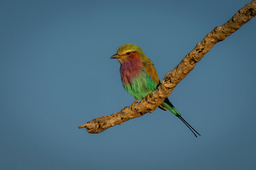 Lilac-breasted roller watches lens from dead branch