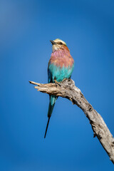 Lilac-breasted roller turns head on dead branch