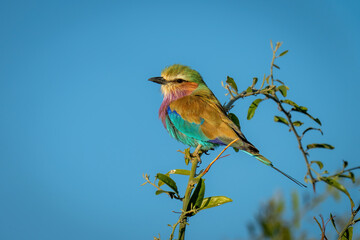 Lilac-breasted roller with catchlight on leafy branch