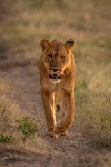 Naklejka premium Lioness walks towards camera along sandy track