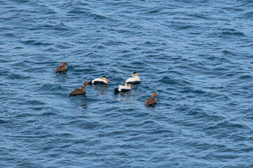 North Pacific Eiders (Somateria mollissima v-nigrum) at Chowiet Island, Semidi Islands, Alaska, USA