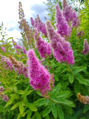 Spiraéa salicifolia or Spirea willow on a field in the Kharkiv region