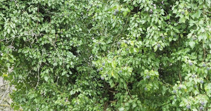 Lierre grimpant en arbre (Helera helix) aux rameaux portant des ombelles de fruits dans un feuillage vert fonc&eacute;
