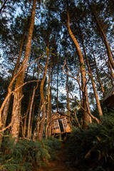 Haunted house in the middle of the forest