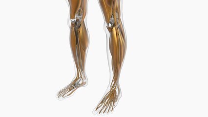 Human Muscle Anatomy For Medical Concept 3D Illustration