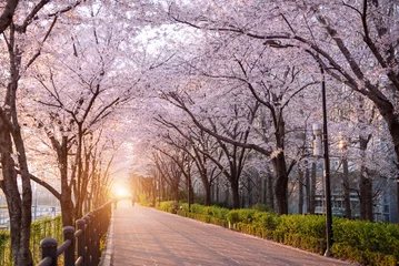Vlies Fototapete Seoel Beautiful cherry blossoms in spring season at Seoul city, South Korea. 
