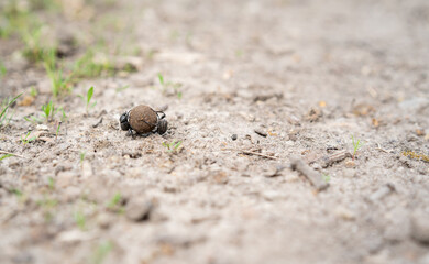 Two dung beetle (Geotrupes stercorarius) rolls the ball on the ground. Scarabaeidae. Scarab beetle. Selective focus.