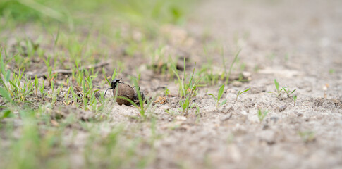 Two scarab beetle (Geotrupes stercorarius) rolls the ball on the ground. Scarabaeidae. Dung beetle. Selective focus.