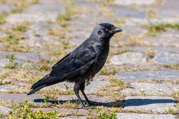 Western Jackdaw (Corvus monedula) in park, Husum, Schleswig-Holstein, Germany