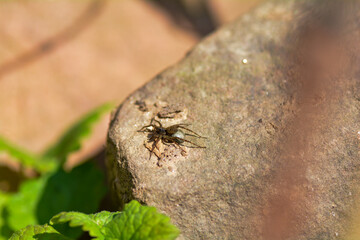 Spider with egg cocoon on a stone