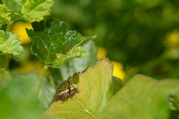 Brown grasshopper in green nature