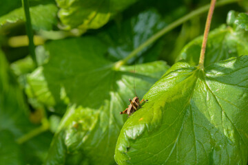 Brown grasshopper in green nature