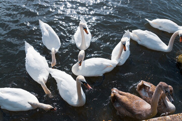 Swans feeding