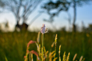 A large fly  on plant in nature
