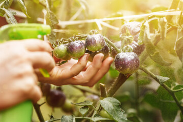 Farmer woman touches purple tomatoes with her hands and sprays water from a sprayer