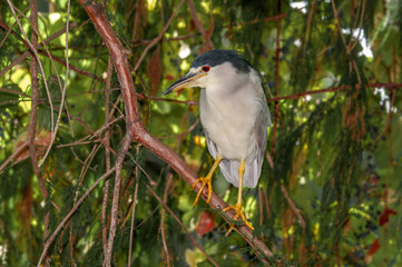 Black-crowned Night-Herron (Nycticorax nycticorax) in arboretum, Los Angeles, California, USA