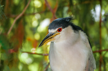 Black-crowned Night-Herron (Nycticorax nycticorax) in arboretum, Los Angeles, California, USA