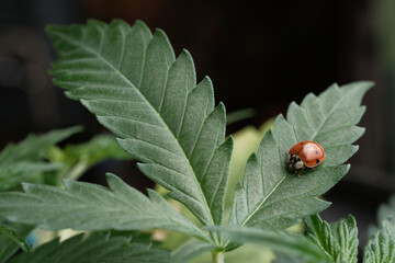 A Ladybird or Ladybug (Harmonia axyridis) on a Cannabis plant, macro. Natural insecticide against aphids and small insects for marijuana