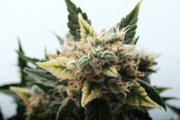 Flowering cannabis bush on a white background. Marijuana bud with trichomes are ready for harvest....