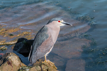 Black-crowned Night-Herron (Nycticorax nycticorax) on lagoon in Ushuaia, Land of Fire (Tierra del Fuego), Argentina