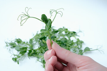 Naklejka na ściany i meble Young pea plant in female hands. Ready-to-eat super food microgreens. Isolate on a white background