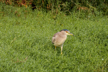 Immature Black-crowned Night-Herron (Nycticorax nycticorax) in Malibu Lagoon, California, USA
