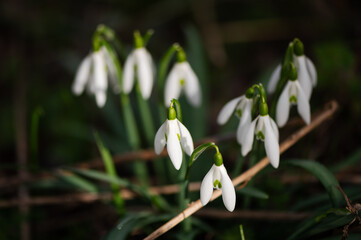 Photography of snowdrops in the forest, spring time, nature beauty