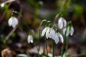 Photography of snowdrops in the forest, spring time, nature beauty