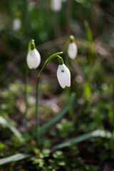 Photography of snowdrops in the forest, spring time, nature beauty