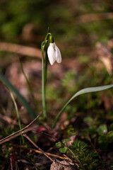 Photography of snowdrops in the forest, spring time, nature beauty