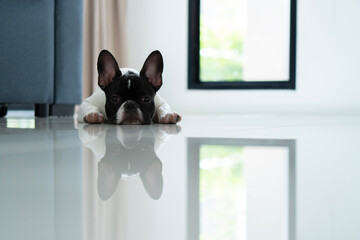 A black and white brindle French bulldog sleeping laying on floor inside the living room