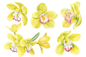 Vanilla flower. Exotic orchid flowers. Bright tropical jungle plants. watercolor botanical painting © Hanna