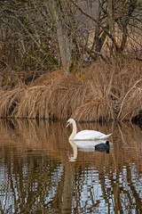 white swan and black coot