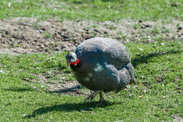 Obraz premium Helmeted Guineafowl (Numida meleagris) in park