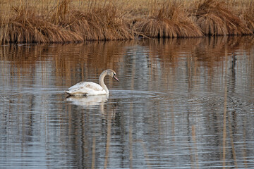 white swan in a pond near Seebruck in Bavaria