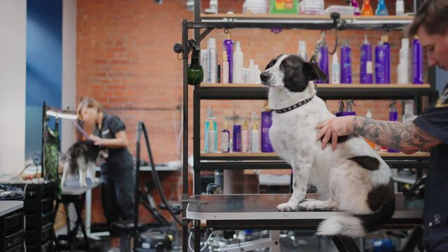 professional grooming salon for dogs, groomer is combing dog hair by furminator, trimming undercoat