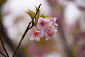 河津桜