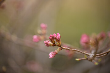 河津桜