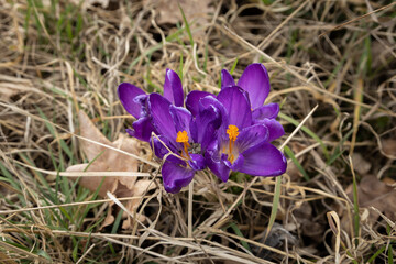 Fototapeta premium Spring flowers Crocuses in the country