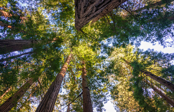 Towering Pines, Muir Woods National Monument © Zack Frank