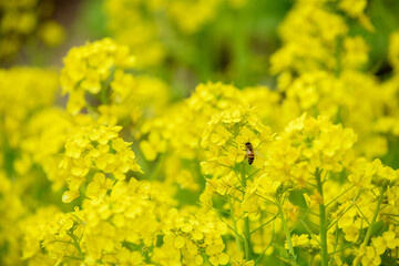 菜の花とミツバチ