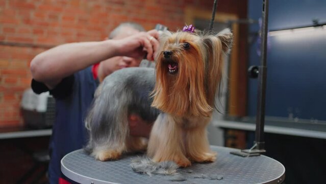 beauty salon and barbershop for dogs, professional groomer is trimming yorkshire terrier