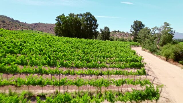 Flying By Lush Green Vineyard Landscape Near Peumo In Cachapoal Province In Chile. low aerial